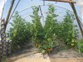 2011-07-04 49 8 tomatoes.jpg