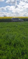 "low-grown field in foreground, car and rapeseed field in background"