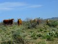 2009-03-29 32 -110 cows.jpg