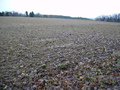 2014-01-04 51 11-the field.png