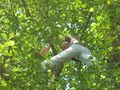 20080524 52 6 treecloseup.jpg