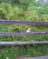 2011-10-09 45 -112 fence.JPG