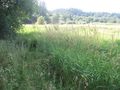 2012-08-10 47 -122 MarshGrasses.jpg