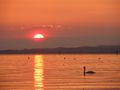 2012-05-12 47 9 Sunset with Swan.JPG