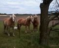 20130428515 ponies.jpg