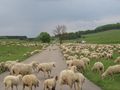 2012-05-20 48 9 road sheep.JPG