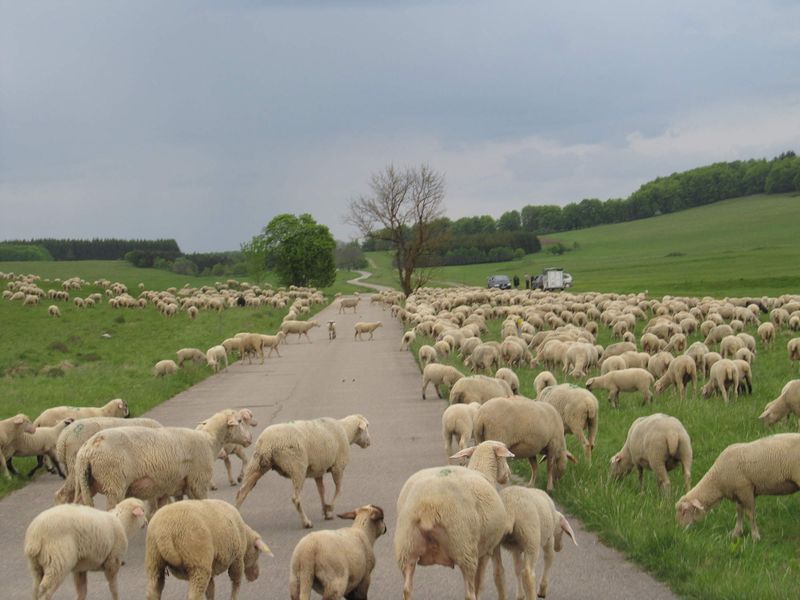 File:2012-05-20 48 9 road sheep.JPG
