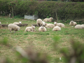 2011-04-02 53 -0 Sheep.png
