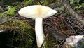2013-11-09 44 -124 fungus2.jpg