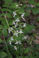 2014-05-30 50 11 lesser butterfly orchid.png