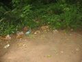 2008 07 26 47 -122 trash.jpg