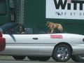 2010 04 23 41 -73 dog on car.JPG