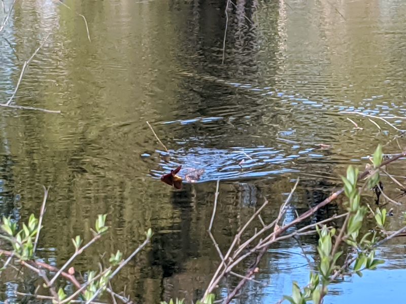 File:2020-05-06 beaver.jpg