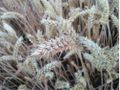2015-08-01 52 09 02 Wheat.jpg