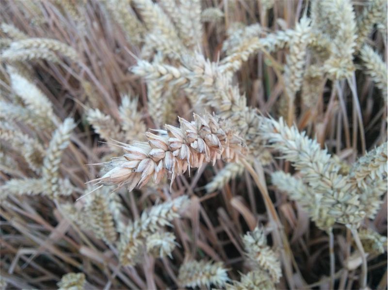 File:2015-08-01 52 09 02 Wheat.jpg