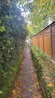 "narrow path, hedge on the left, wooden fence on the right"