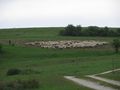 2012-05-20 48 9 sheep 1.JPG