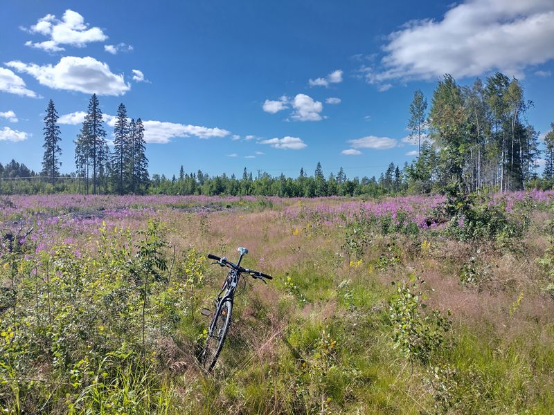 File:2024-07-13 65 25 08-bicycle.jpg