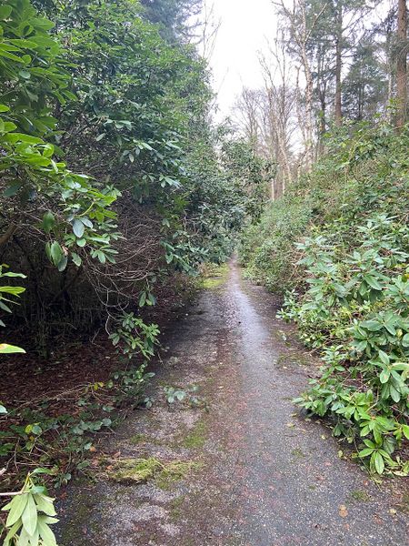 File:2024-12-22 52 5 overgrown path.jpeg