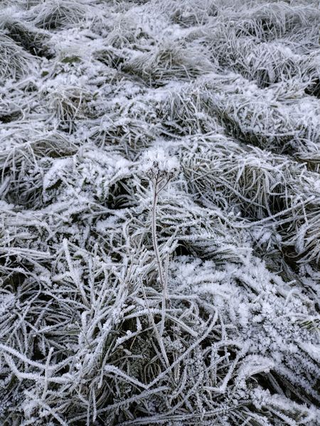 File:2023-10-23 64 25 08-frost2.jpg