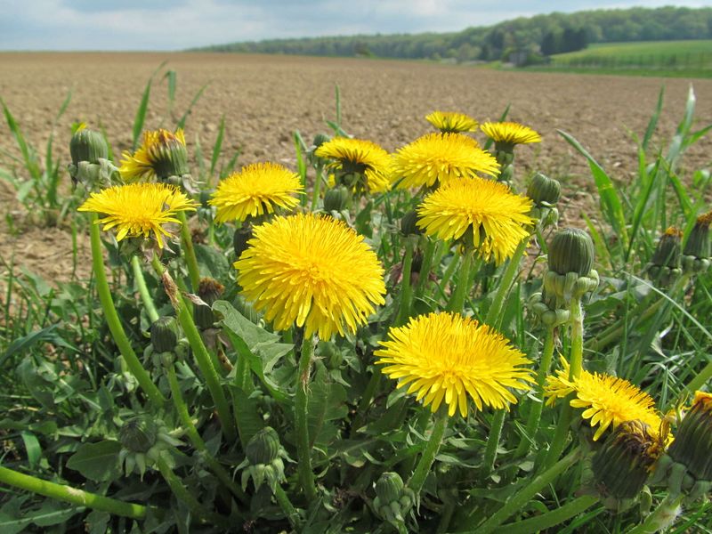 File:2014-04-26 48 10 18 hashflowers.JPG