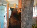 02 14 09 Black Bear Exhibit at Visitors Center.jpg