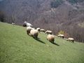 2011-04-04 41 24 Sheep.jpg