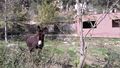 2021-03-30 41 3 donkey.jpg