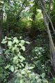2014-06-06 50 11 undergrowth.png