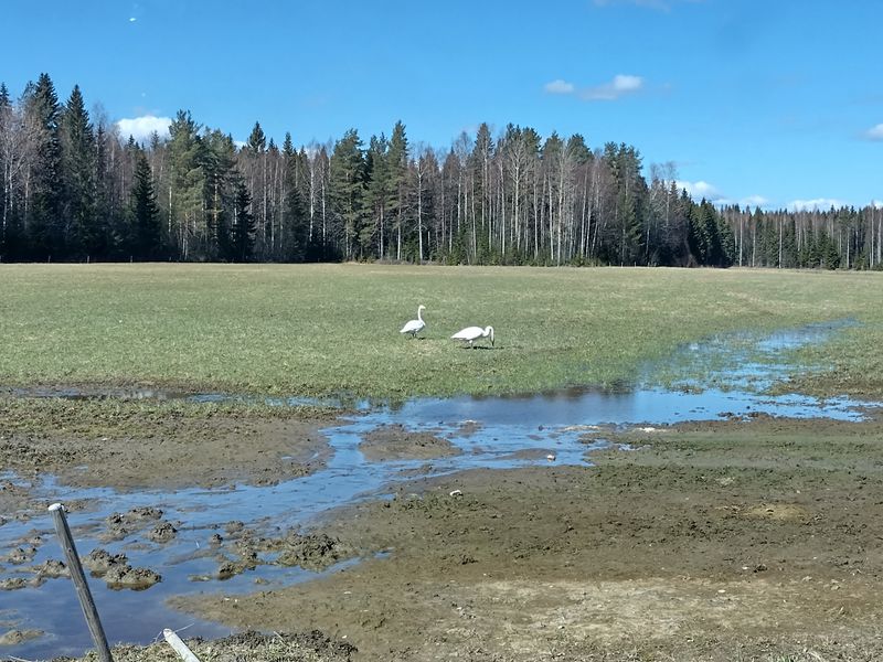 File:2024-05-04 62 26 02-swans.jpg