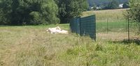 "white cattle next to a fenced paddock"