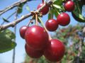 2011-07-04 49 8 cherries.jpg