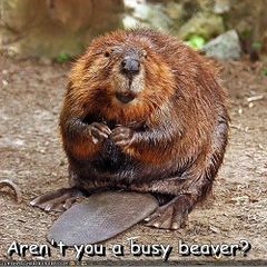 Busy beaver.jpg