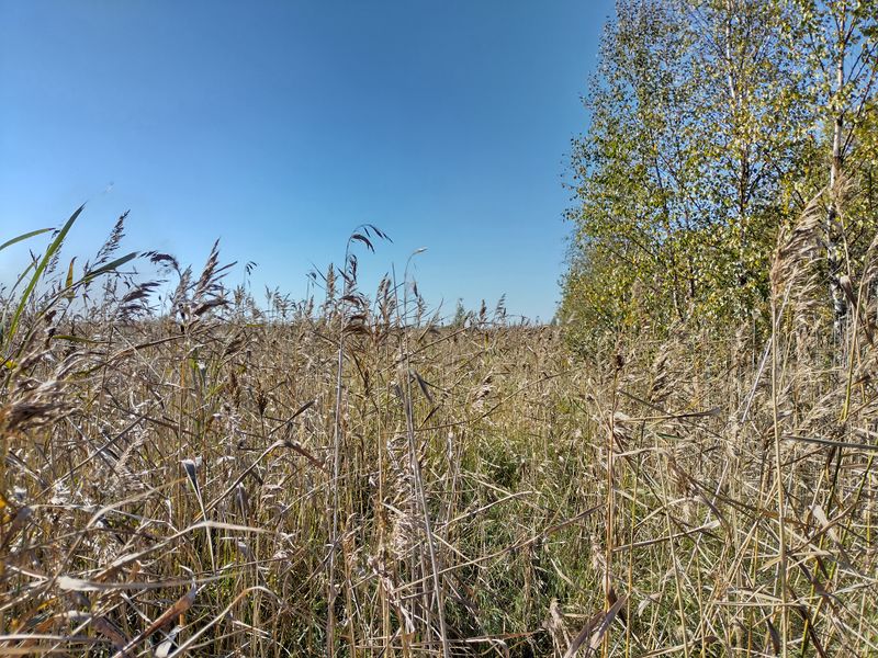 File:2024-09-08 64 25 04-vegetation.jpg