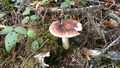 2013-11-09 44 -124 fungus1.jpg