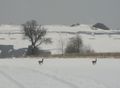 2010-02-14 49 8 deer2.jpg
