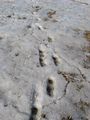 2010-03-07 53 -113 footprints.JPG