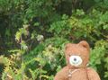 2010-08-31 45 -124 Bear in the Woods.jpg