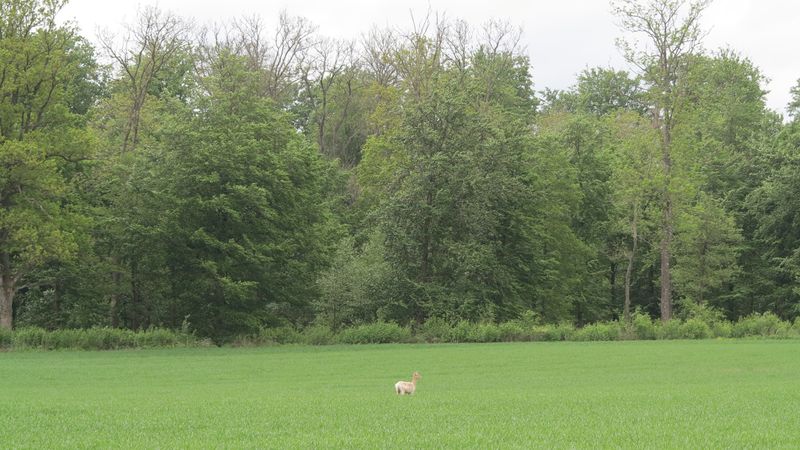 File:20130525-55-13-11-White-deer.JPG