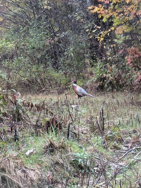 File:2024-10-13 42 -78 pheasant.jpg