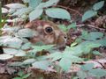2012-06-23 49 8 hare.jpg