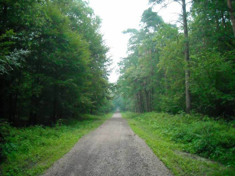 File:Road in Niepołomice Forest.jpg