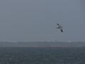 May 02 Pelican on the Attack 077.jpg