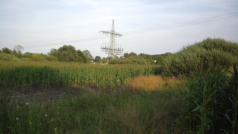 File:2009-08-12 48 12 corn field corner.jpg