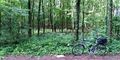 2020-06-06 52 7 bike forest.jpg