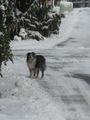 20101128Hund.jpg