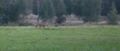 2014-08-22 60 24 deers 2.jpg