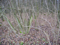 2014-01-04 51 11-the woods.png