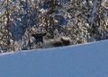 2009-02-18 67 21 reindeer.jpg