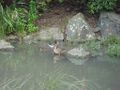 2011-07-10 -36 174 Ducks enjoys water feature.JPG